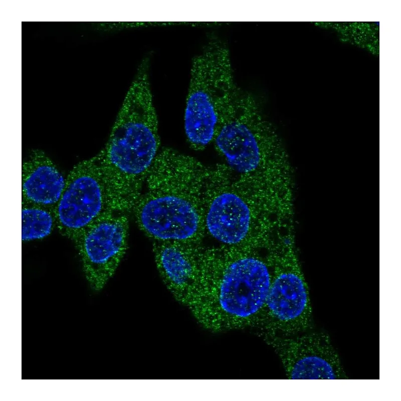 Atlas Antibodies Anti-PDE3B Antibody