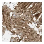 Atlas Antibodies Anti-PDE3A Antibody