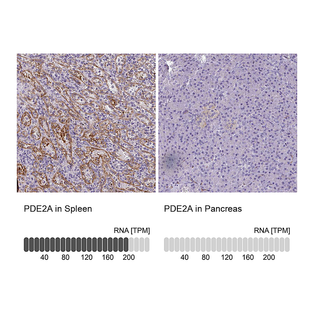 Atlas Antibodies Anti-PDE2A Antibody