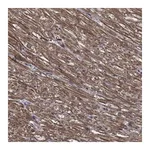 Atlas Antibodies Anti-PDE3A Antibody