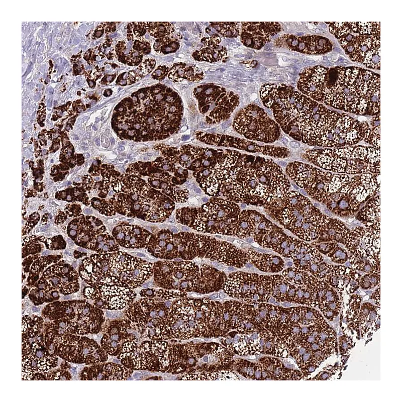 Atlas Antibodies Anti-PDE4A Antibody