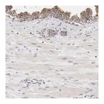 Atlas Antibodies Anti-PDE4B Antibody