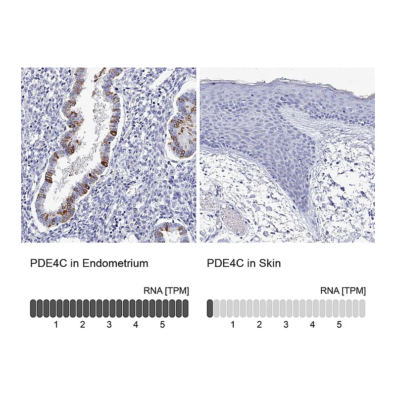 Atlas Antibodies Anti-PDE4C Antibody