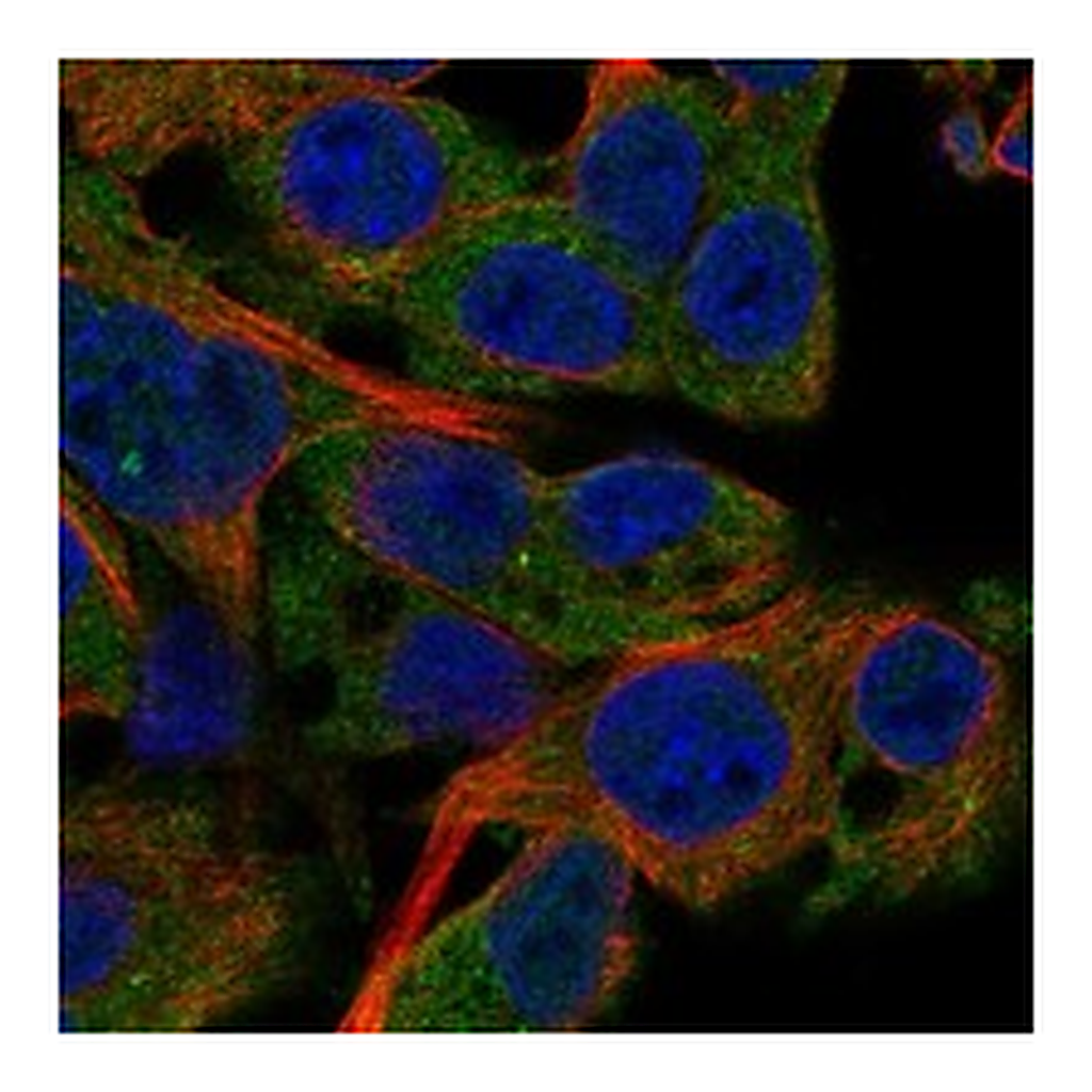 Atlas Antibodies Anti-PDE4C Antibody