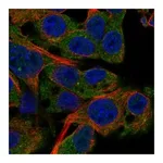 Atlas Antibodies Anti-PDE4C Antibody