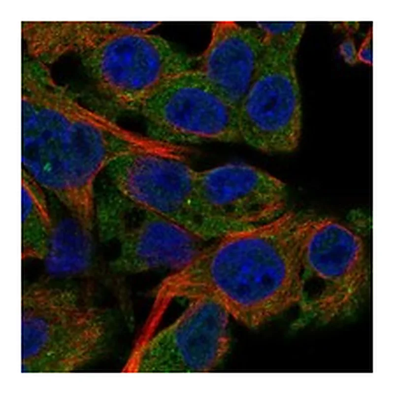 Atlas Antibodies Anti-PDE4C Antibody