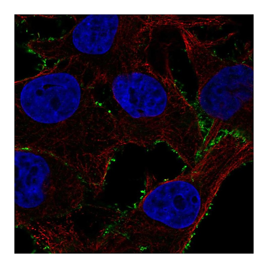 Atlas Antibodies Anti-PDE4A Antibody