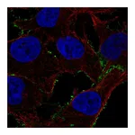 Atlas Antibodies Anti-PDE4A Antibody
