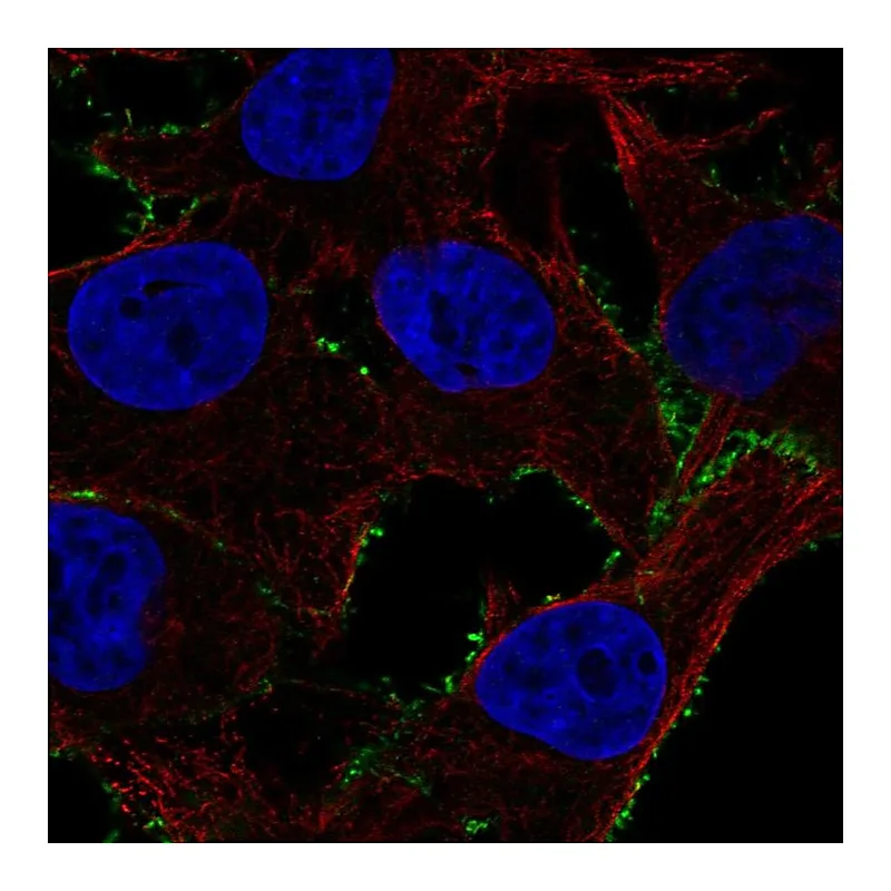 Atlas Antibodies Anti-PDE4A Antibody