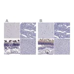Atlas Antibodies Anti-PDE6A Antibody