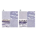 Atlas Antibodies Anti-PDE6A Antibody