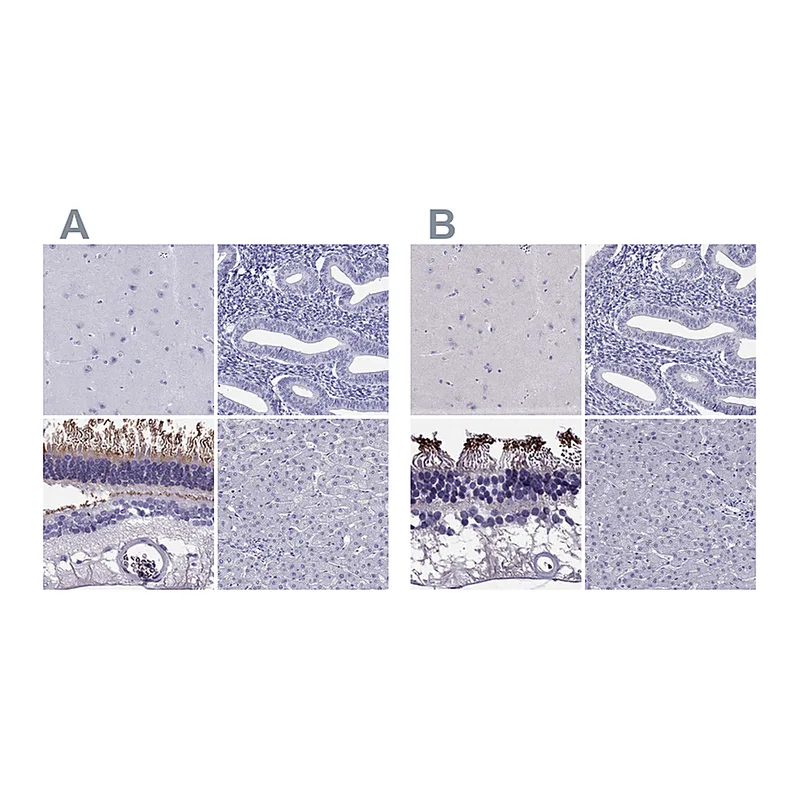 Atlas Antibodies Anti-PDE6A Antibody