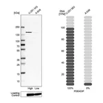 Atlas Antibodies Anti-PDE4DIP Antibody