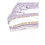 Atlas Antibodies Anti-PDE6B Antibody