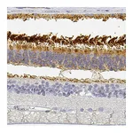 Atlas Antibodies Anti-PDE6B Antibody