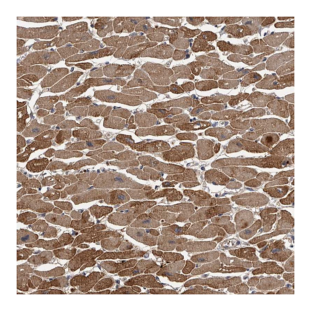 Atlas Antibodies Anti-PDE7A Antibody