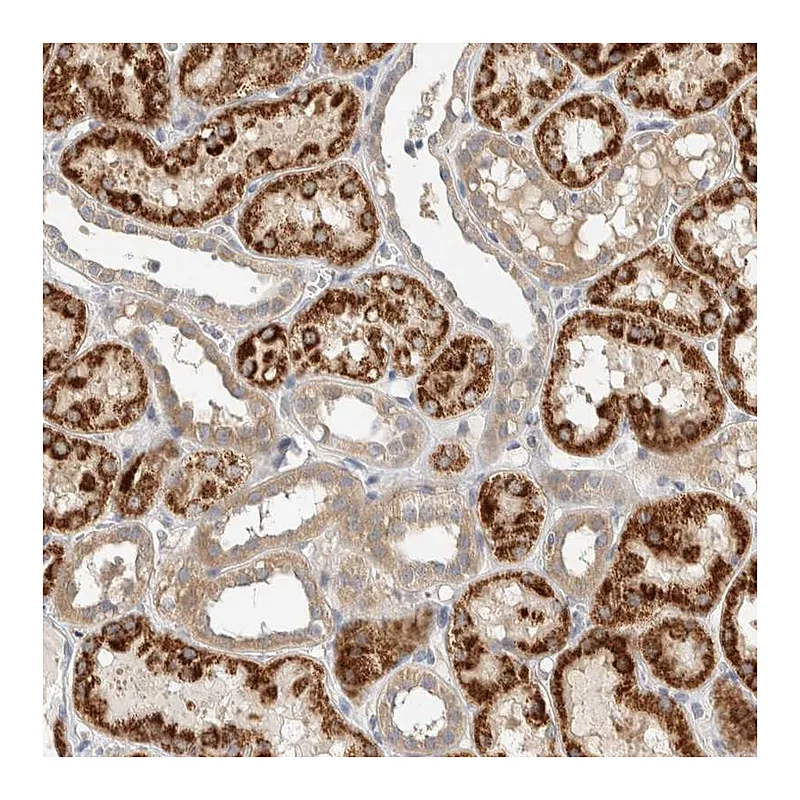 Atlas Antibodies Anti-PDE7B Antibody