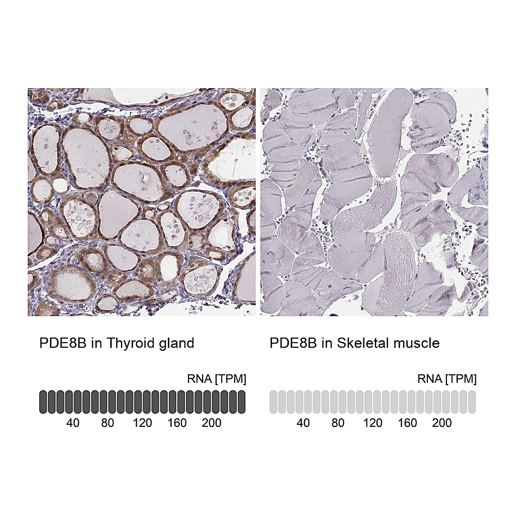 Atlas Antibodies Anti-PDE8B Antibody