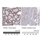Atlas Antibodies Anti-PDE8B Antibody