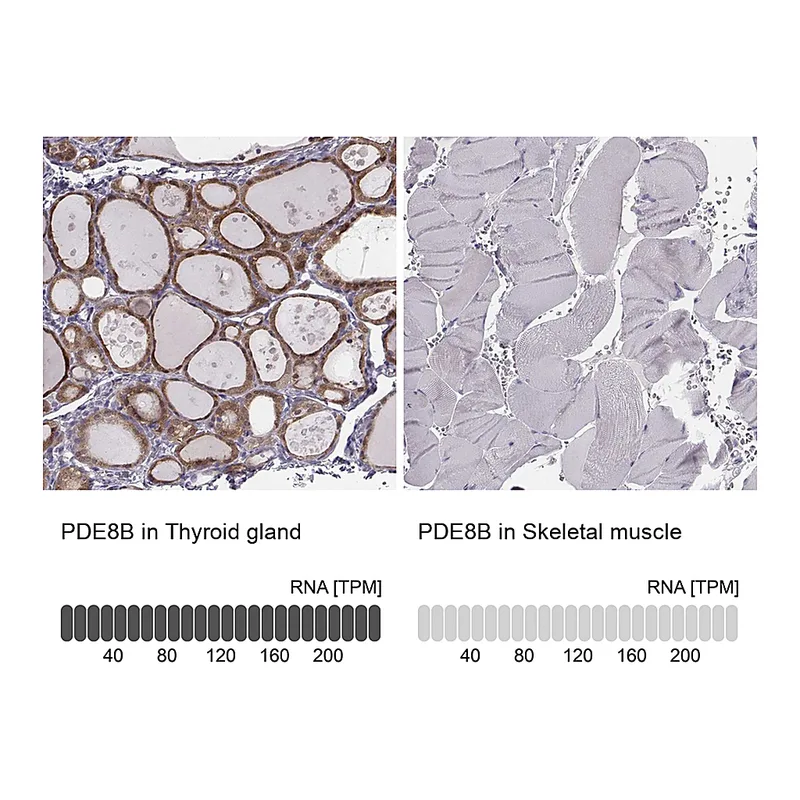 Atlas Antibodies Anti-PDE8B Antibody
