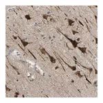 Atlas Antibodies Anti-PDE8A Antibody