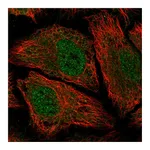 Atlas Antibodies Anti-PDE8B Antibody