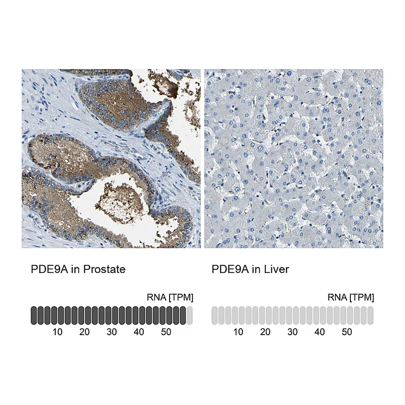 Atlas Antibodies Anti-PDE9A Antibody