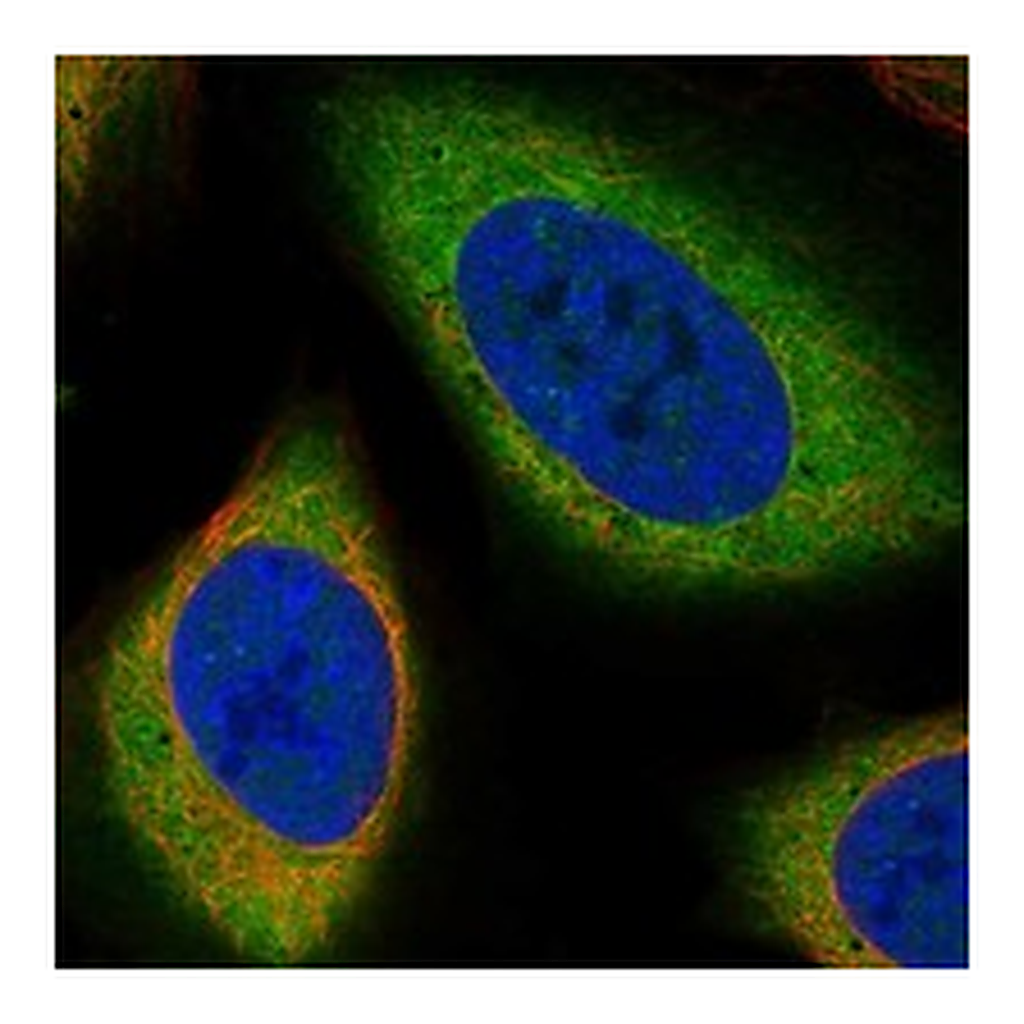 Atlas Antibodies Anti-PDE9A Antibody