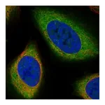 Atlas Antibodies Anti-PDE9A Antibody