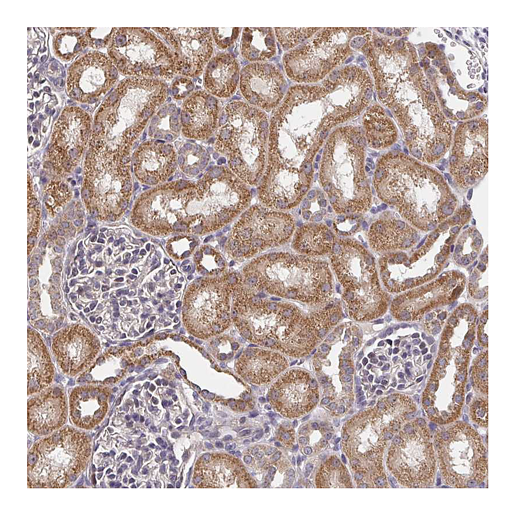 Atlas Antibodies Anti-PDF Antibody