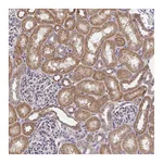 Atlas Antibodies Anti-PDF Antibody