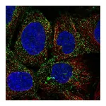 Atlas Antibodies Anti-PDGFD Antibody