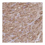 Atlas Antibodies Anti-PDHA1 Antibody