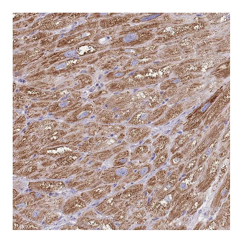 Atlas Antibodies Anti-PDHA1 Antibody