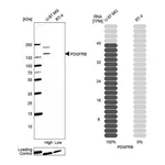 Atlas Antibodies Anti-PDGFRB Antibody