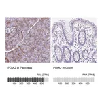 Atlas Antibodies Anti-PDIA2 Antibody