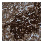 Atlas Antibodies Anti-PDIA4 Antibody