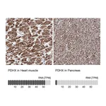 Atlas Antibodies Anti-PDHX Antibody