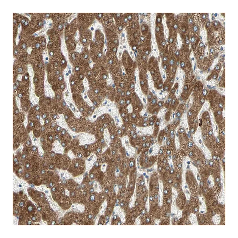 Atlas Antibodies Anti-PDIA4 Antibody