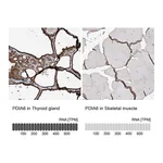 Atlas Antibodies Anti-PDIA6 Antibody