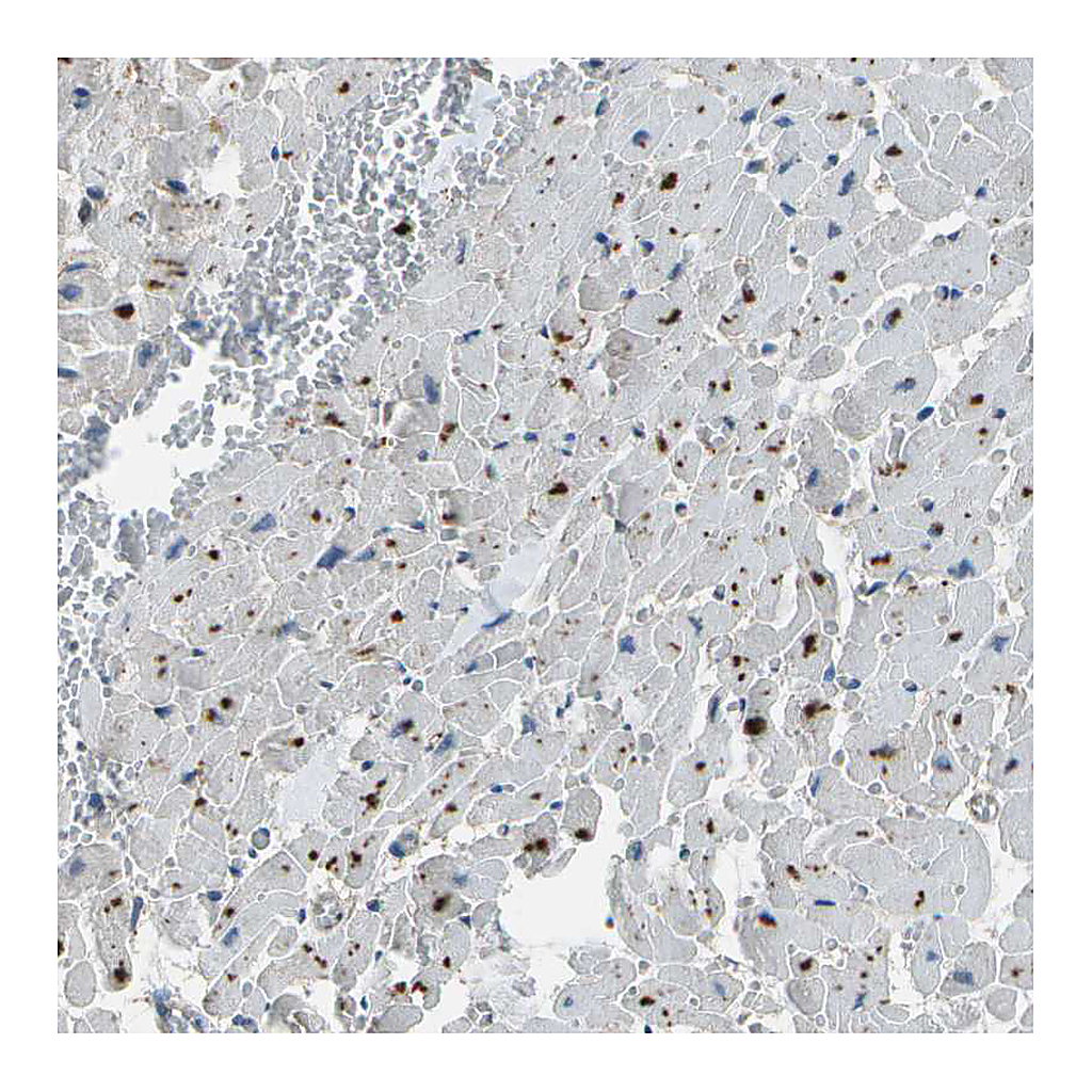 Atlas Antibodies Anti-PDLIM1 Antibody
