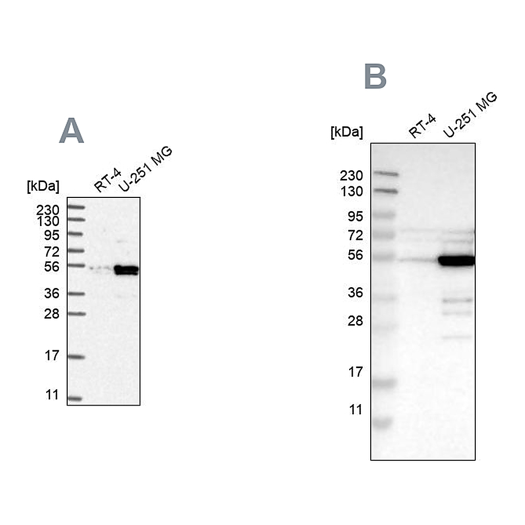 Atlas Antibodies Anti-PDLIM7 Antibody