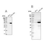 Atlas Antibodies Anti-PDLIM7 Antibody