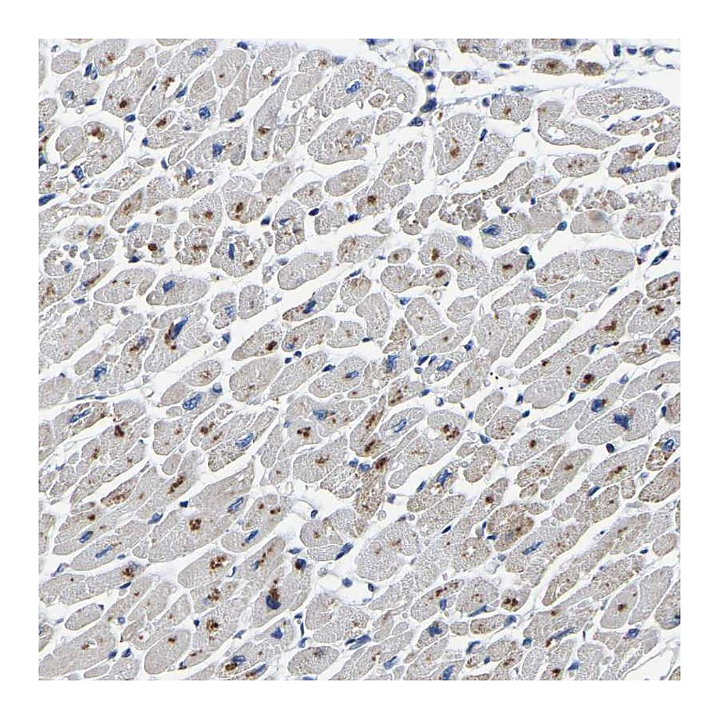 Atlas Antibodies Anti-PDLIM7 Antibody