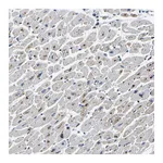 Atlas Antibodies Anti-PDLIM7 Antibody