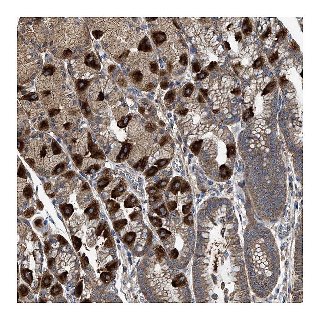 Atlas Antibodies Anti-PDP2 Antibody