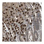 Atlas Antibodies Anti-PDP2 Antibody