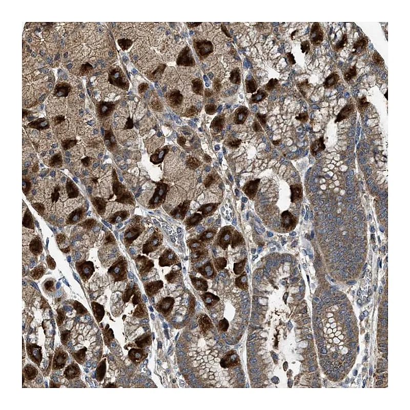 Atlas Antibodies Anti-PDP2 Antibody