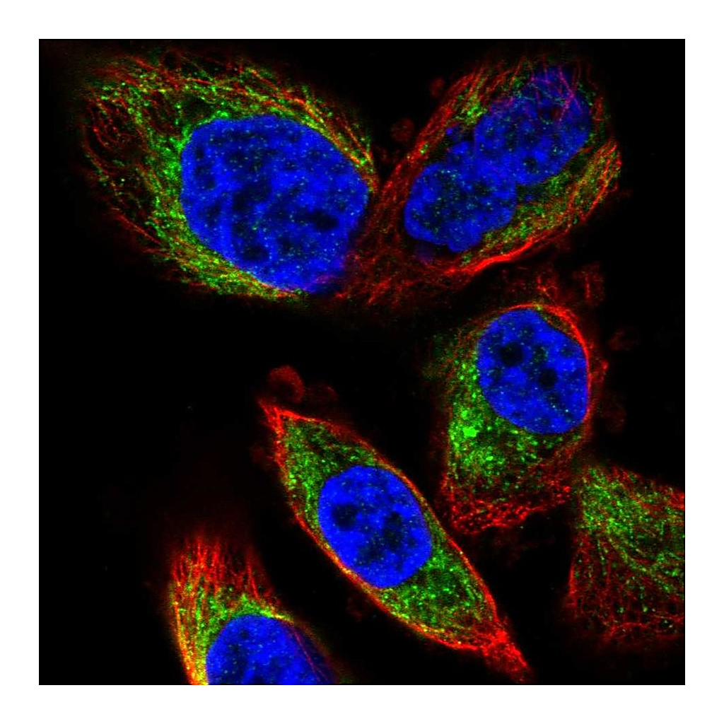 Atlas Antibodies Anti-PDP2 Antibody