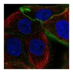 Atlas Antibodies Anti-PDPN Antibody